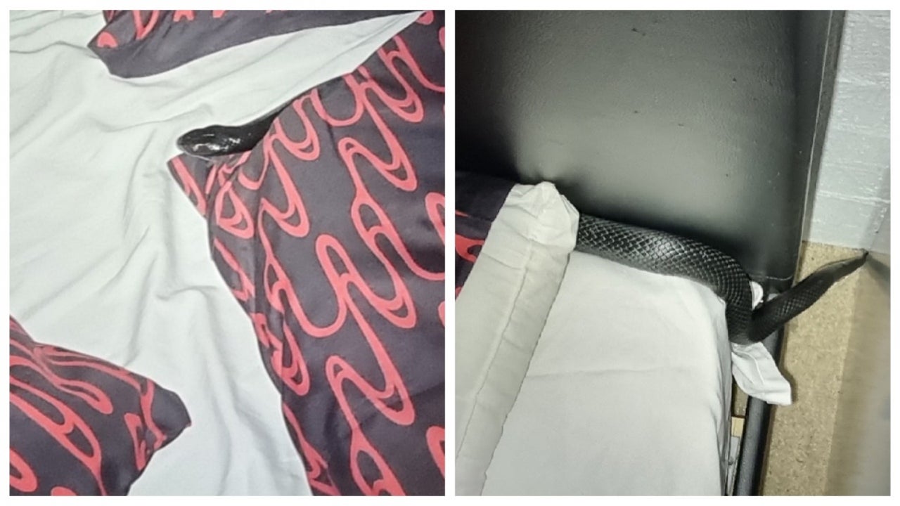 Venomous Red-Bellied Black Snake Found Hiding in Someone’s Bed in Australia