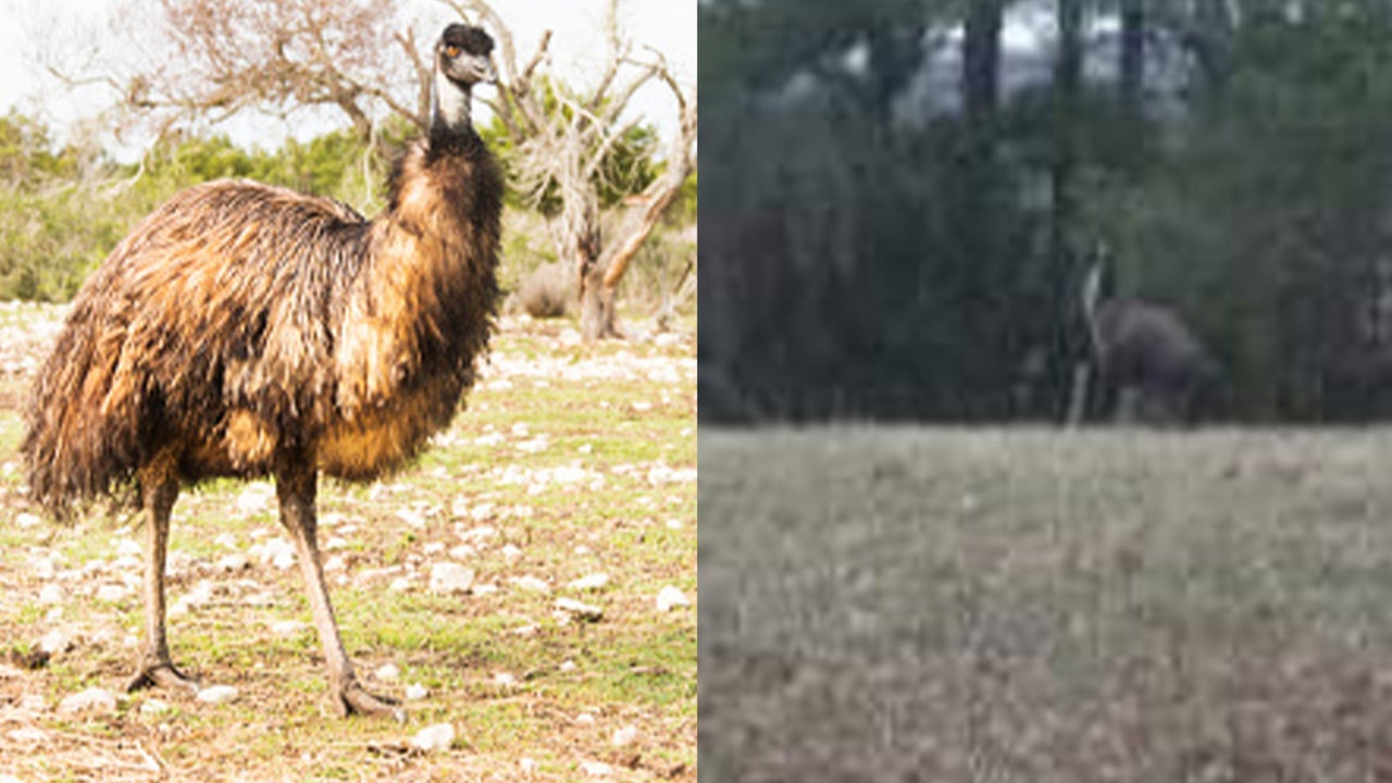 Where Did an Emu on the Loose in Virginia Come From? Mystery Baffles Residents