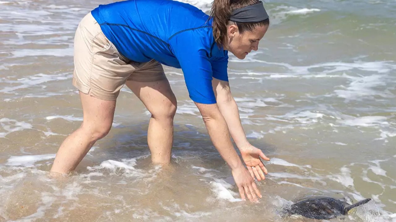15 Sea Turtles Rehabilitated and Now Available for Release