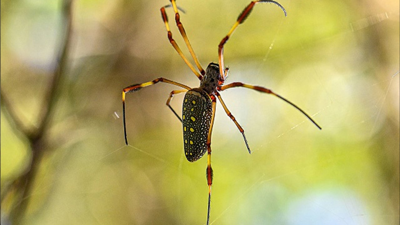 Asian Joro Spiders, renowned for parachuting out of the sky, are expected to move towards the Northeast according to reports