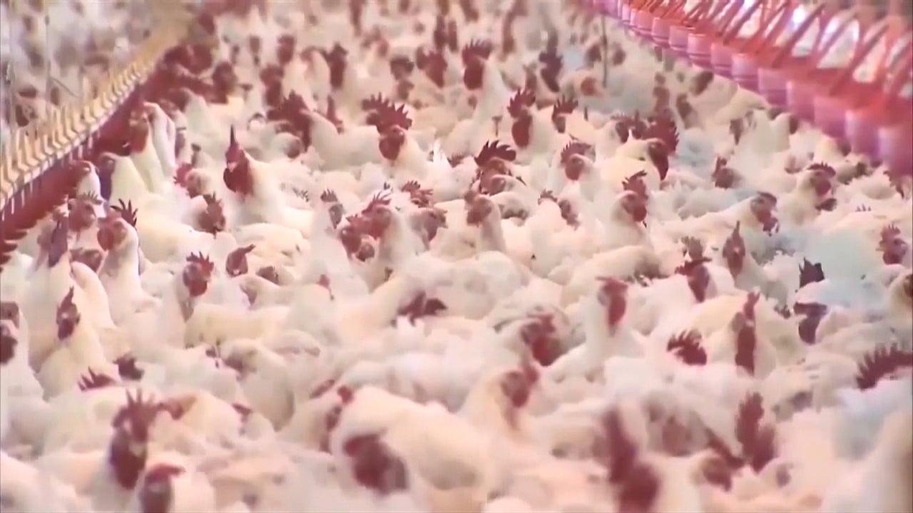 Highly contagious H5N1 Avian Influenza is Detected in 15 US States