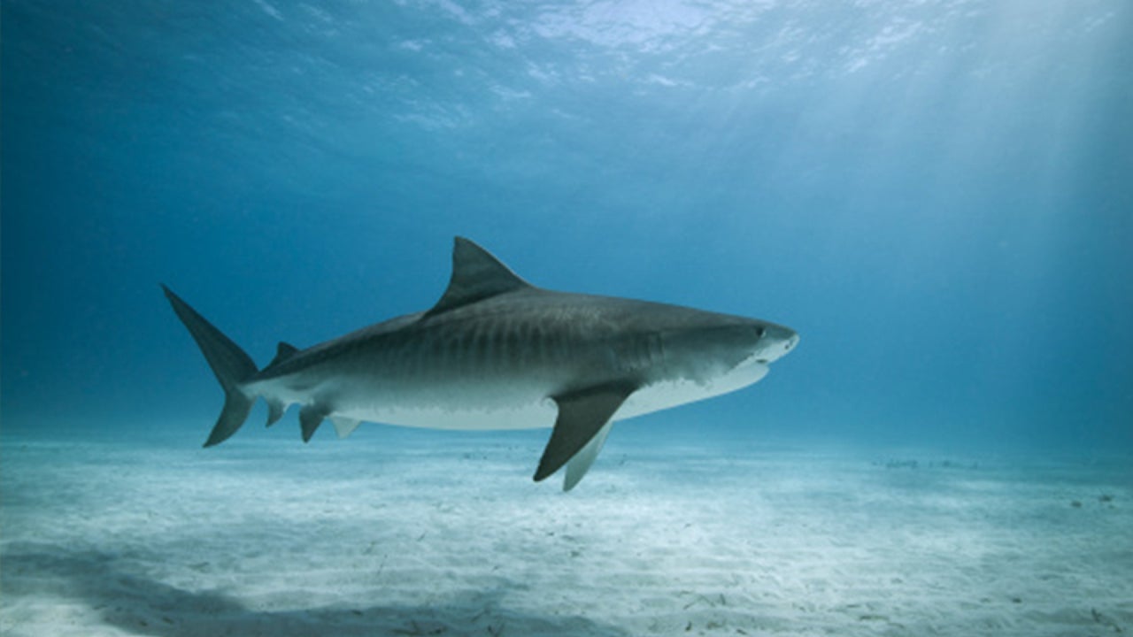 In Colombia’s Caribbean Sea, a shark kills an Italian tourist.