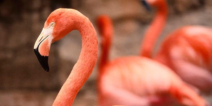Rogue Flamingo Escaped Kansas Zoo 2005 Spotted on Coast of Texas