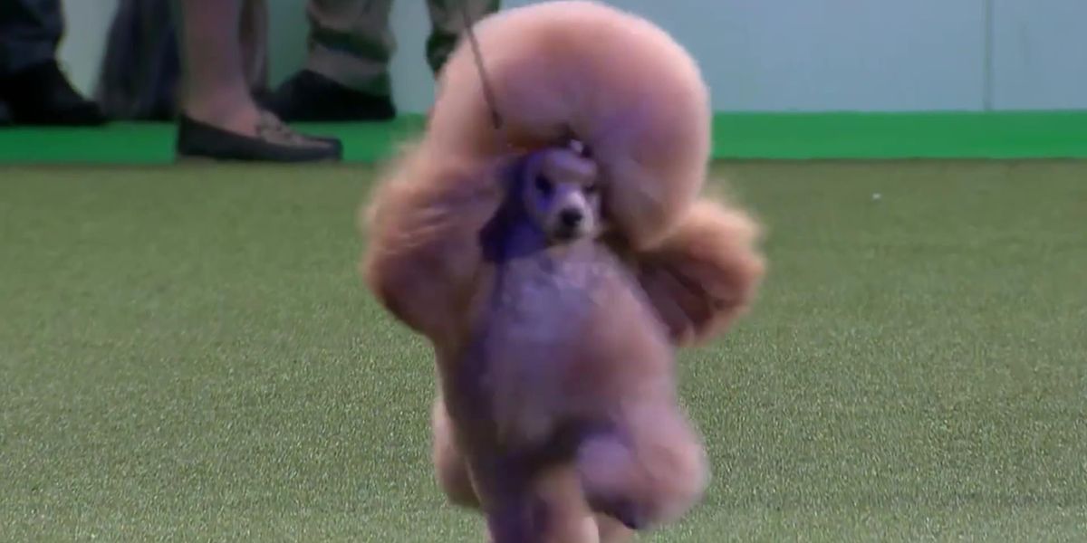 A rescue dog that stole a souvenir is one of the most hilarious Crufts fails in 2022