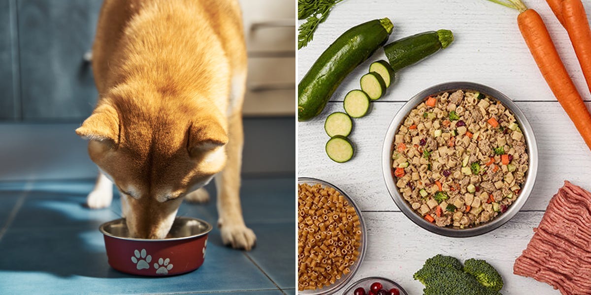 Top Dog Food Brands and Tips from Veterinarians