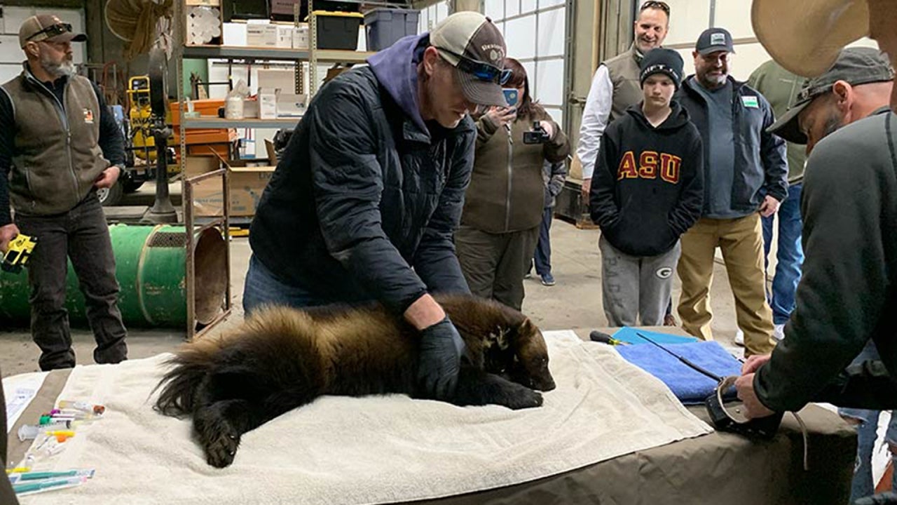 Utah Wolverine captured and given a GPS collar before being released back into the wild