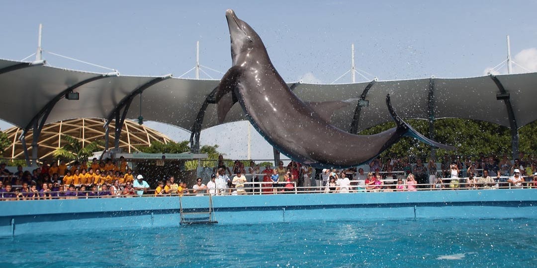 Dolphin Attacks Trainer at Controversial Miami Seaquarium