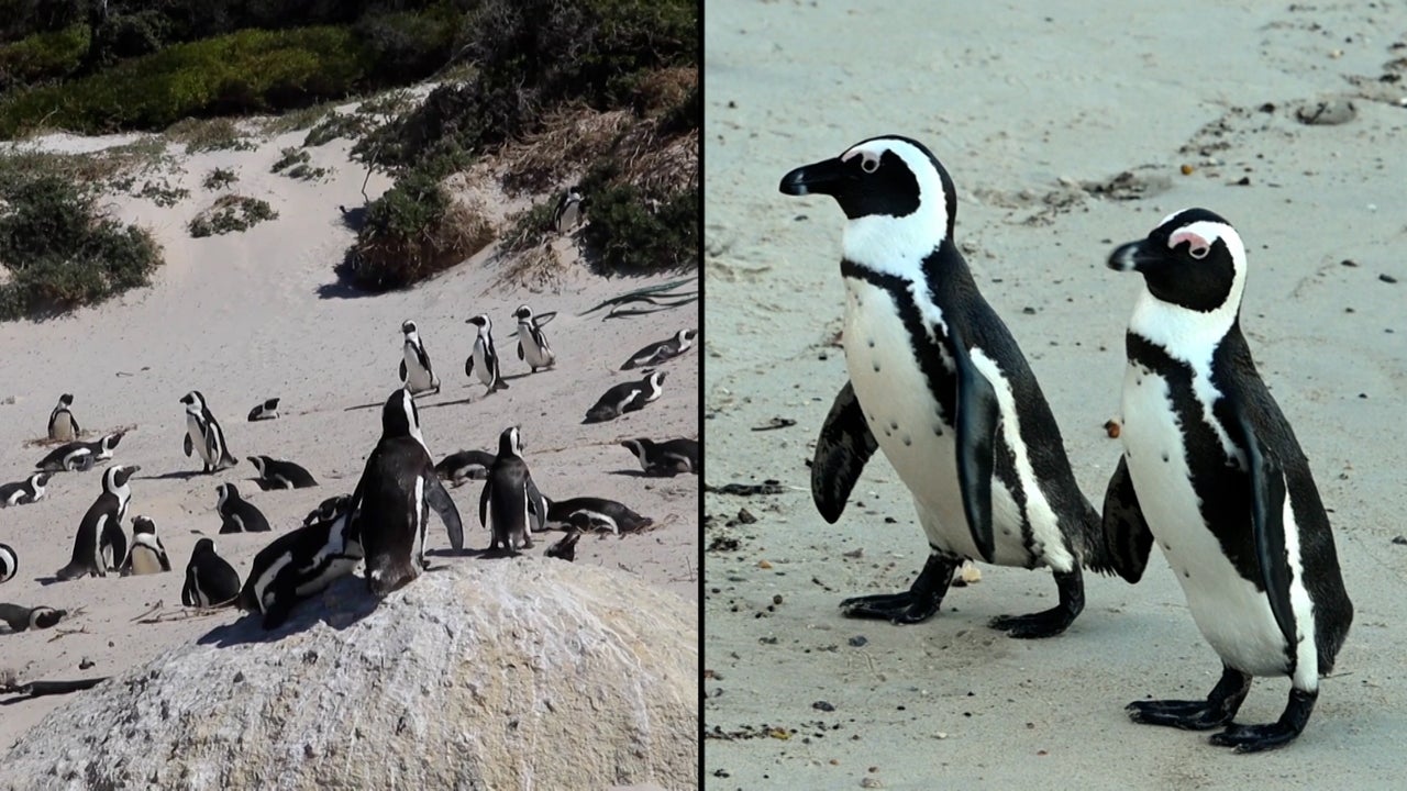 Is the Extinction of the African Penguin Near? Lack of Food and Climate Change May Lead to Animal’s Demise