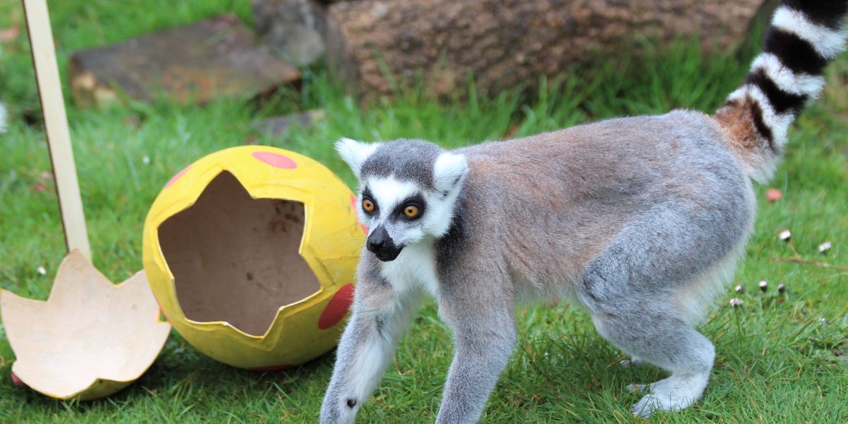 Lemurs hunt for Easter eggs and eat sweetcorn, peas, and other vegetables.