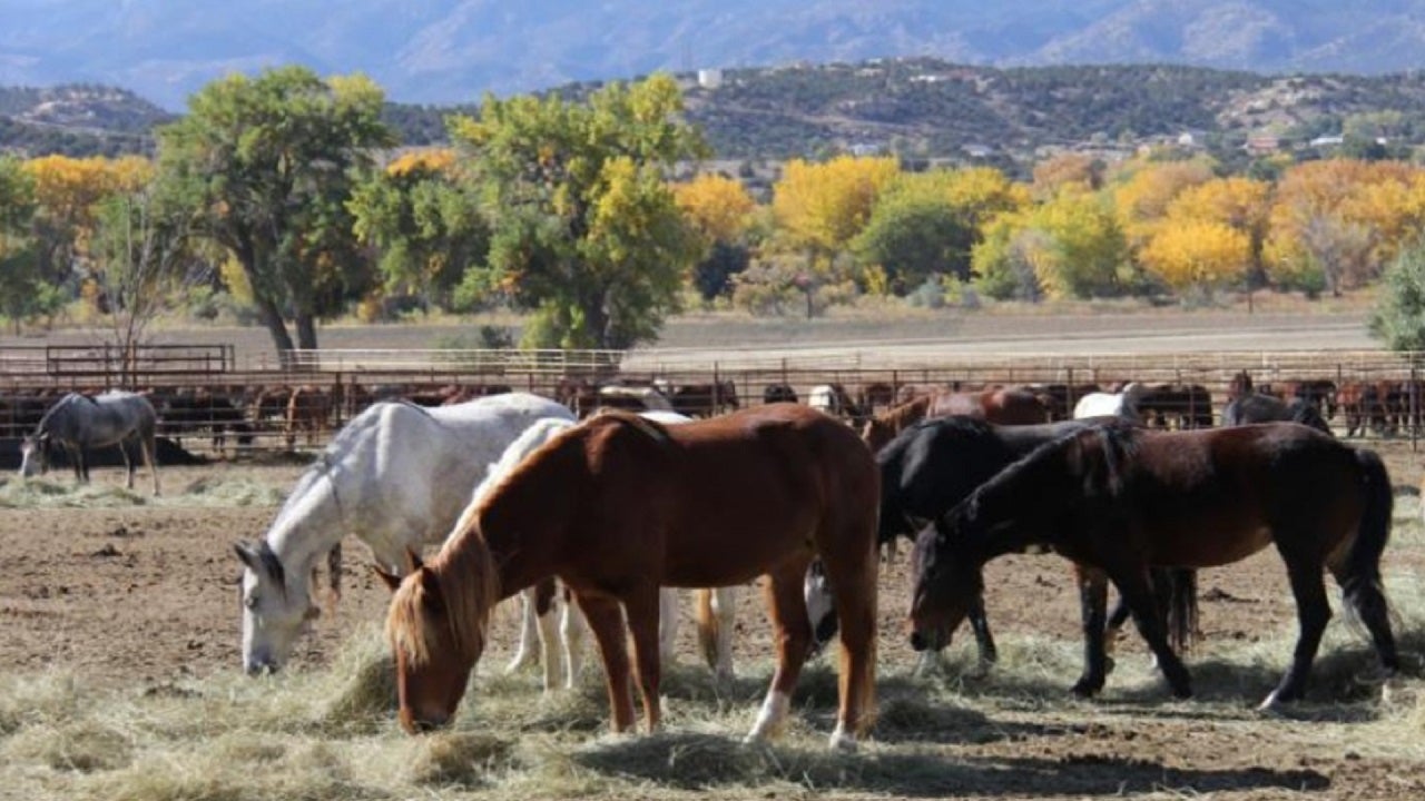 Mystery Illness Kills More Than 80 Wild Horses at Colorado Federal Facility