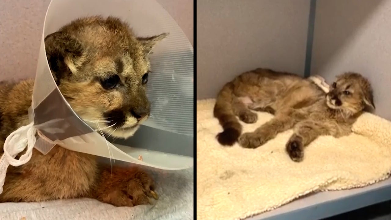 Rose the Orphaned Mountain Lion Cub Captures the Heart of Social Media as She Fights to Grow and Thrive