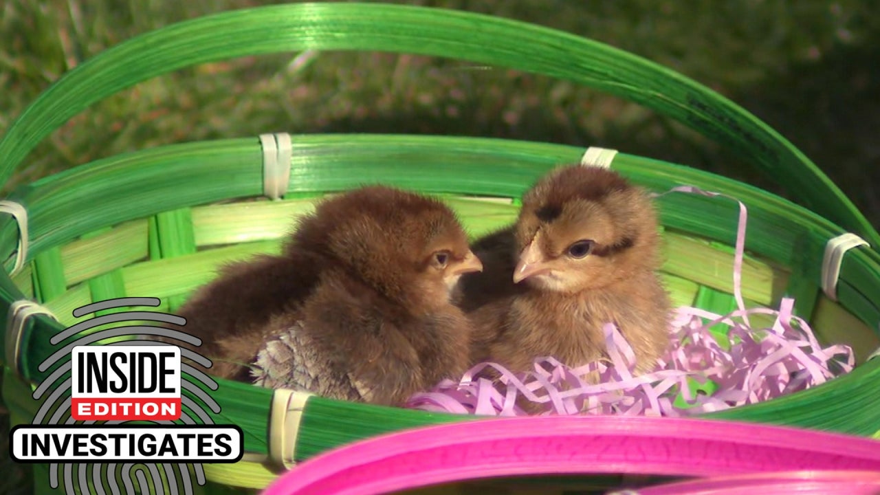 Why Buyers Should Beware of Gifting Chicks and Ducklings for Easter: ‘They’re Not Pets’