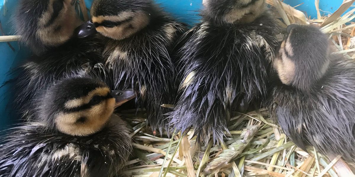 Ducklings rescued from drain as officers lure them out by playing duck sounds