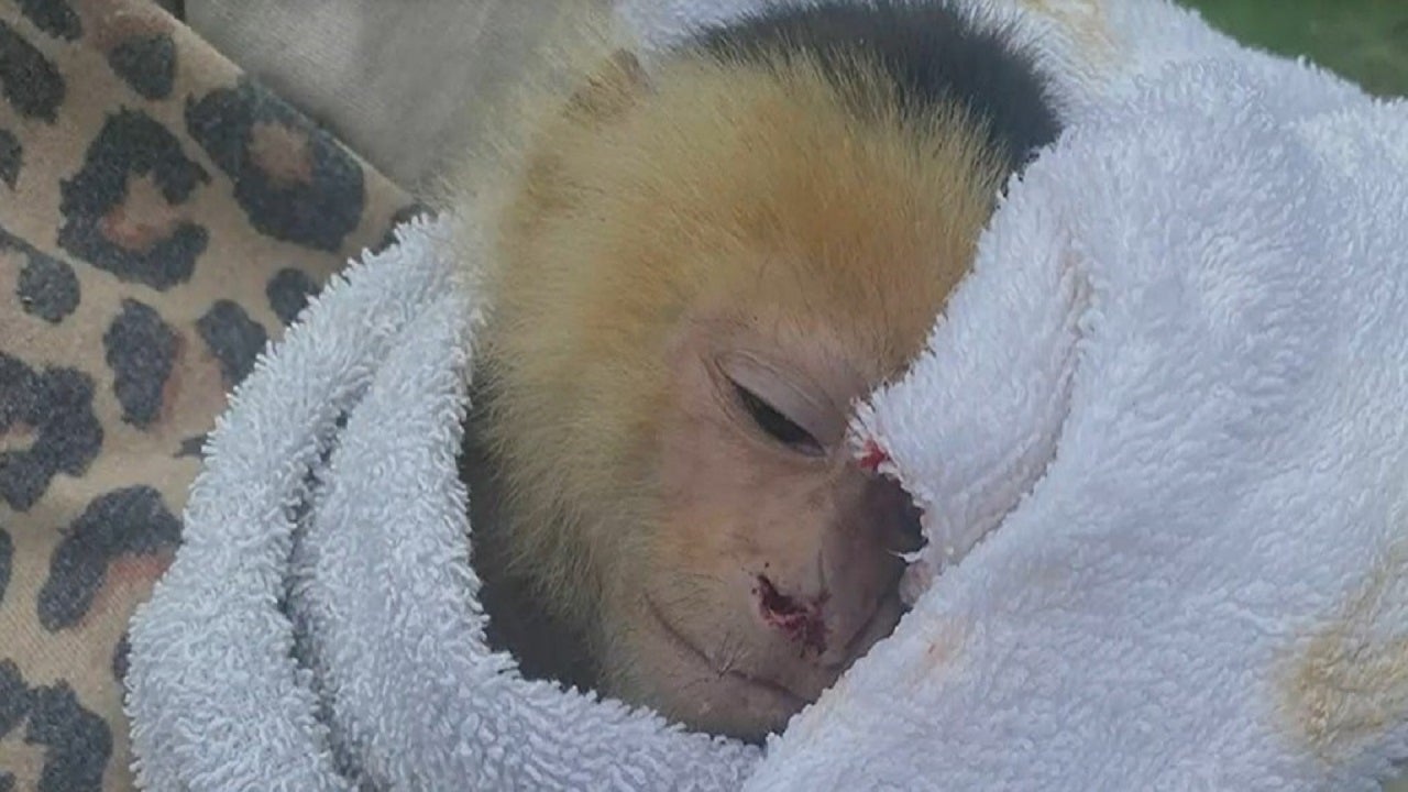 Missing Support Monkey That Bit Owner and Skipped Town Found on Texas Highway