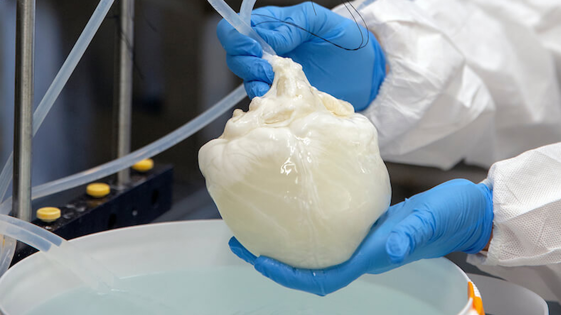 ‘Ghost heart’ grown with scaffolding from a PIG’S ORGAN and patient’s own cells may soon be used in human transplants