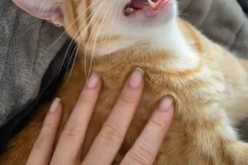 Woman shares cute video of her cat... but it's her nails that have people talking