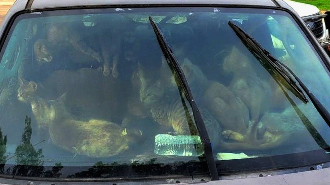 47 Cats Found Living in Vehicle With Owner in ‘Extreme Heat and Unsanitary Conditions’
