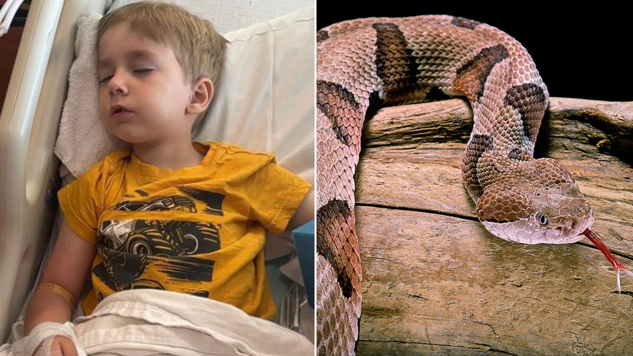 5-Year-Old Texas Boy Bitten by Copperhead Snake And Survives