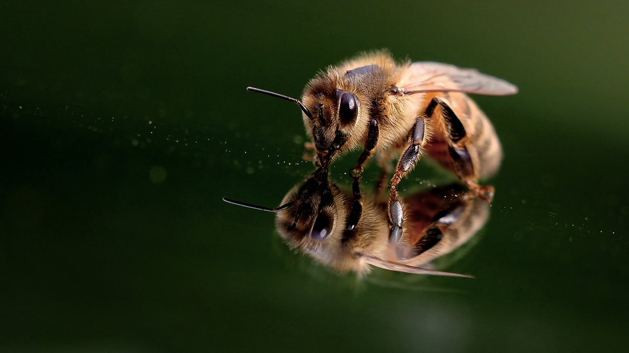 6,000 Bees Removed From Walls of Omaha Home