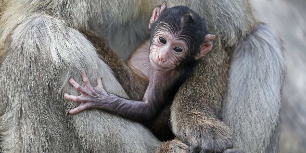 Blair Drummond welcomes new baby macaque