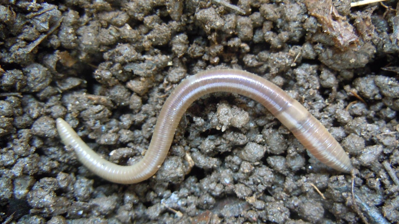Jumping Worms That Have Potential to Wreak Havoc on Plants and Wildlife Spotted in Over 30 States