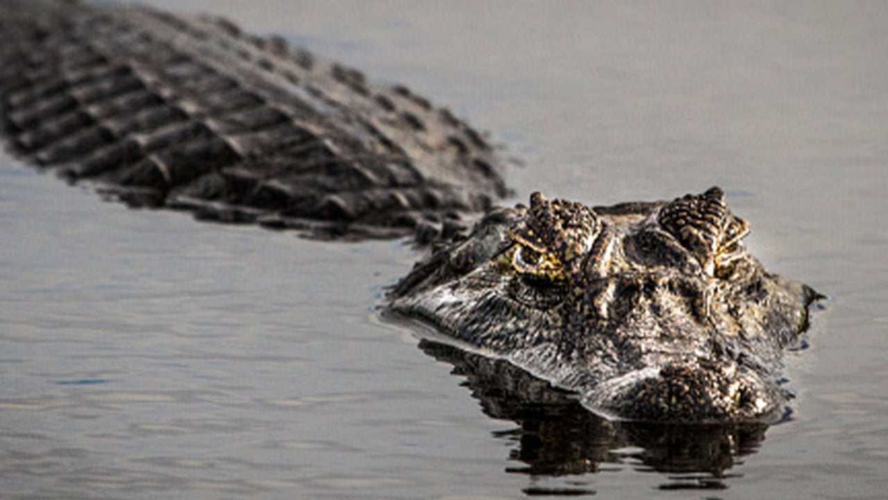 South Carolina Man Killed by 11-Foot Alligator After It Pulled Him Into Pond