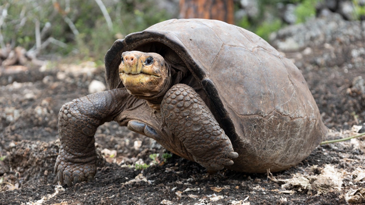 The Fernandina Galápagos Giant Tortoise Is Not Extinct: Researchers Confirm