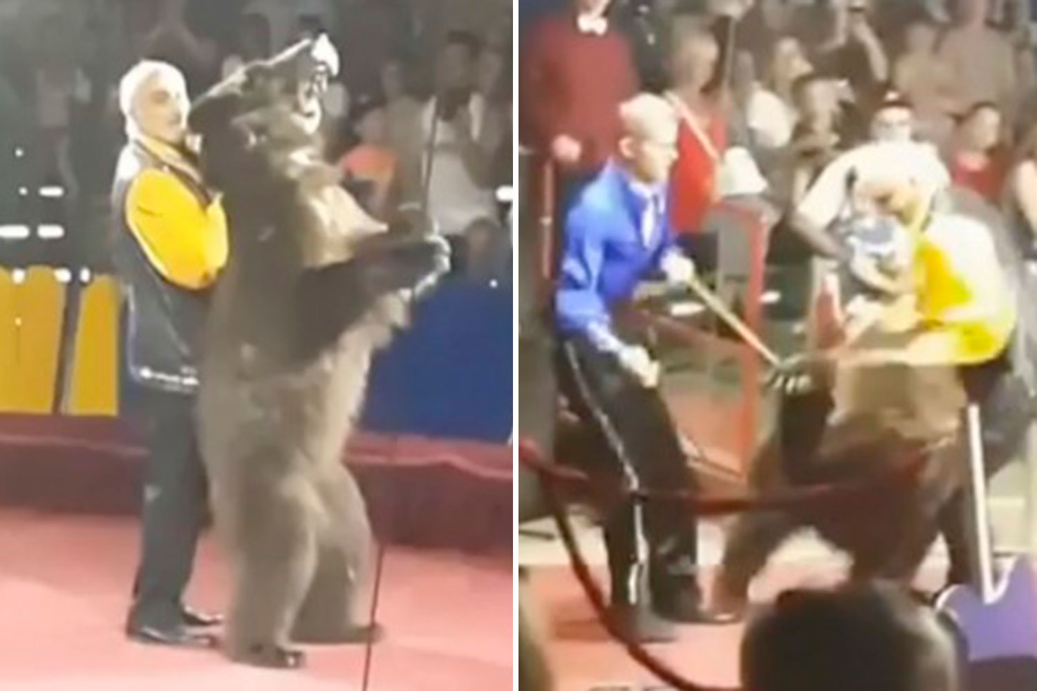 Horror: A raging brown bear attacks a Russian circus ringmaster and forces him to perform cruel tricks in his face