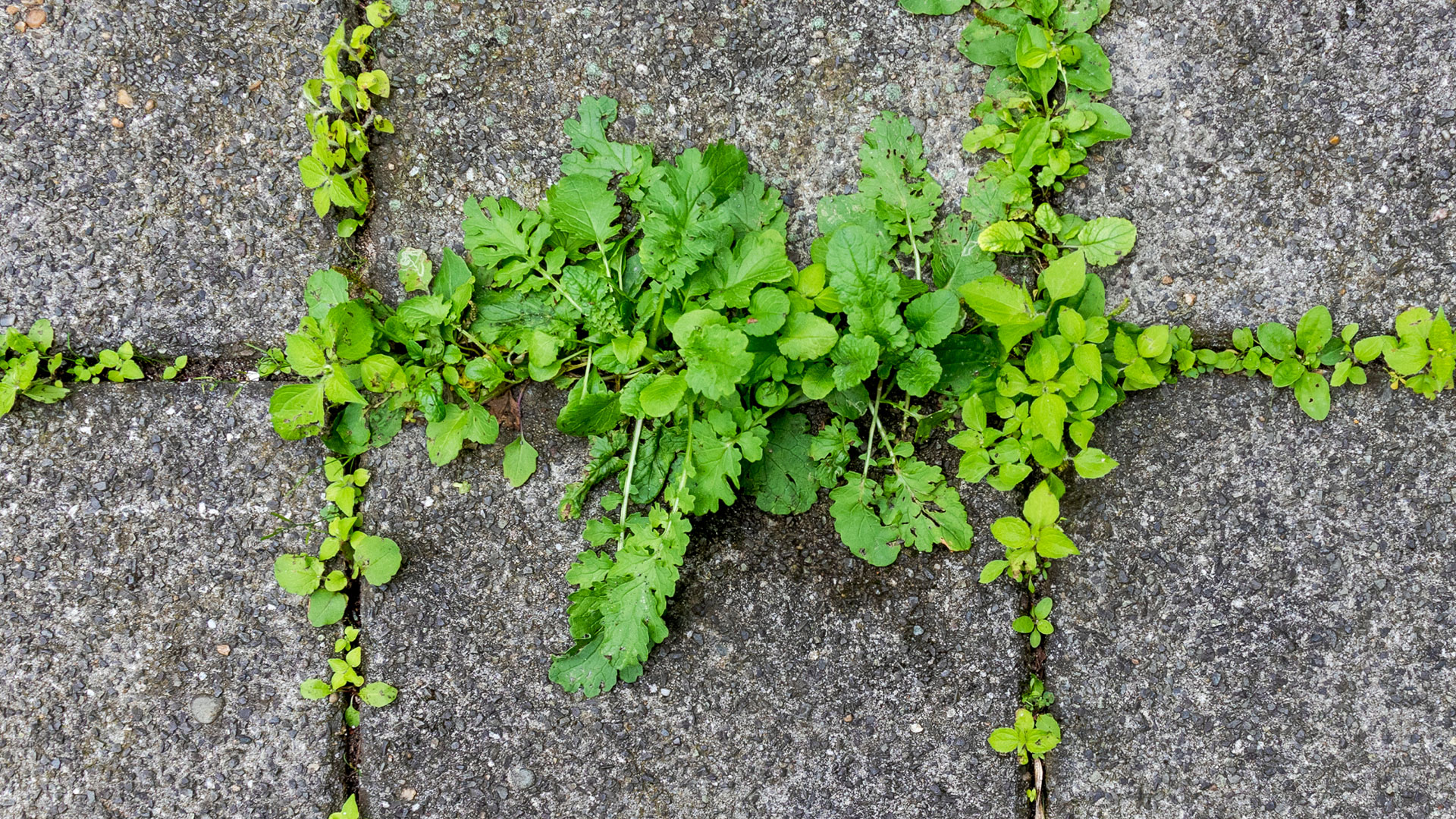 I’m a gardening pro – my 3-ingredient mixture will kill paving stone weeds & make sure nothing ever grows there again