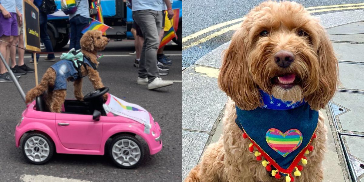 At London Pride, dogs wear rainbow wings and bandanas. They also drive mini cars in hot pink at London Pride.