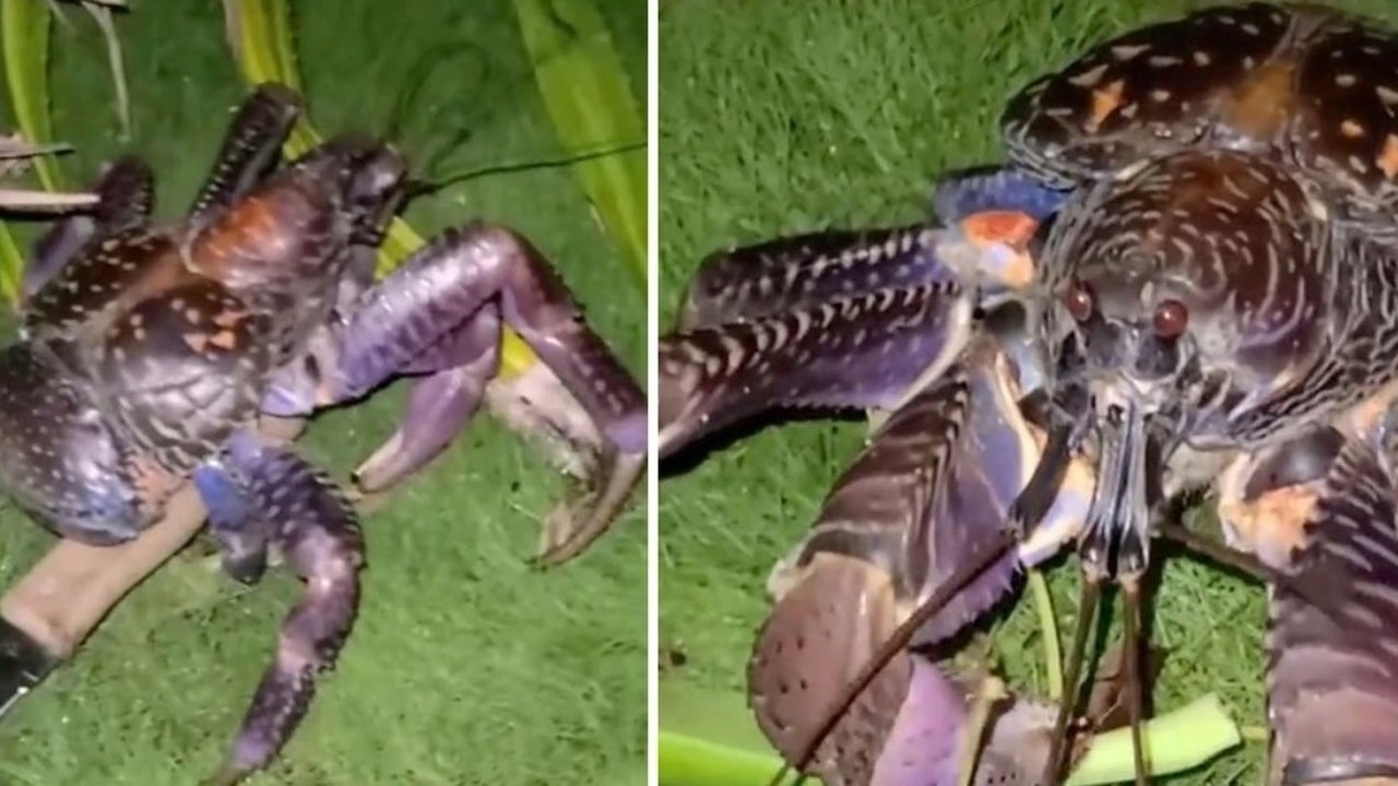 Ewww! Camper Awakes to Gigantic Crab Stealing His Steak Knife