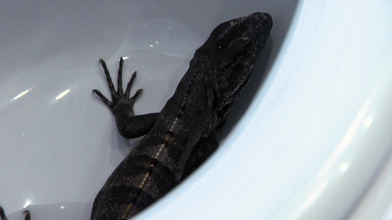 Florida Couple Surprised to Discover an Iguana in their Toilet Three Separate Times