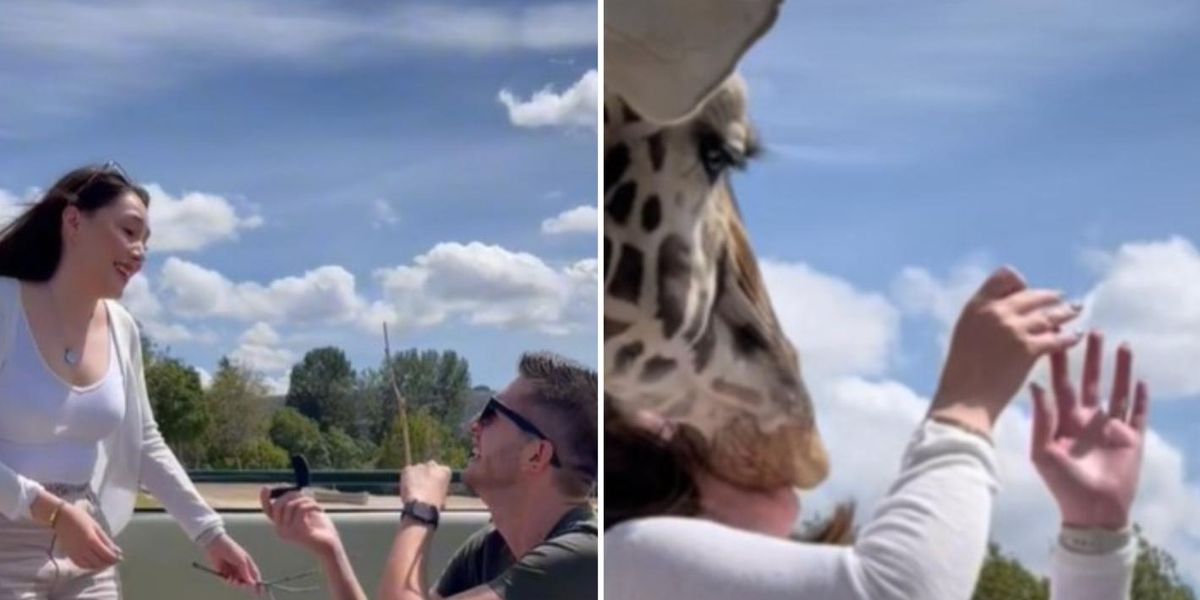 As Giraffe wipes out a woman, her boyfriend drops to one knee to propose