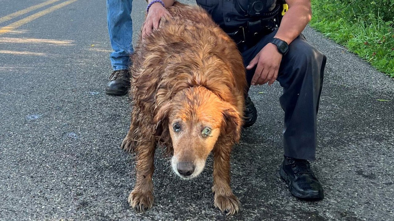 Rescue of a Golden Retriever after a State Trooper crawls into drain pipe to save her
