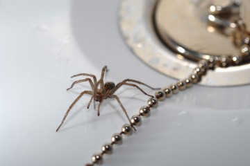 The easy £2 hack to banish spiders from your home for good 