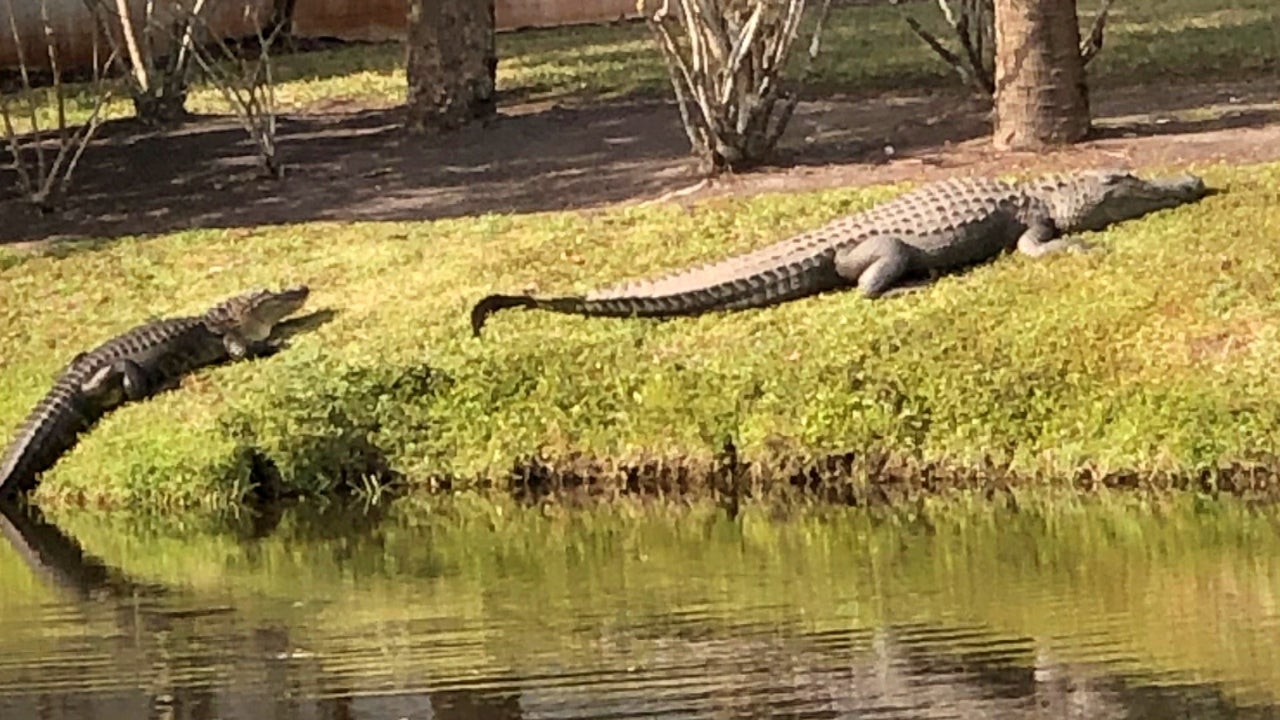 Just-Released 911 Call: Fatal Alligator Attack on an 80-Year Old Who fell into the Florida Golf Course Pond