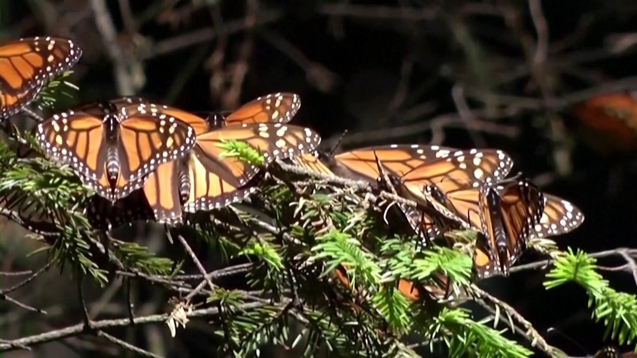 Experts state that Monarch Butterflies have been declared endangered by climate change, human actions, and other factors.