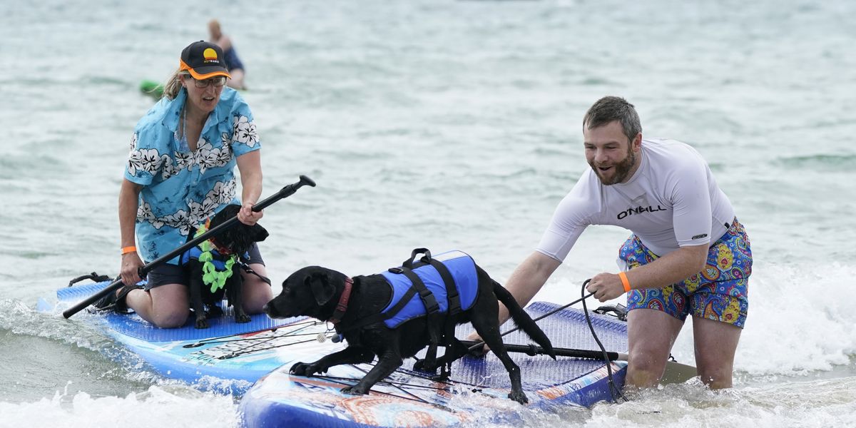 Annual Dog Surfing Championships: Pups and owners take to the waves with their pups