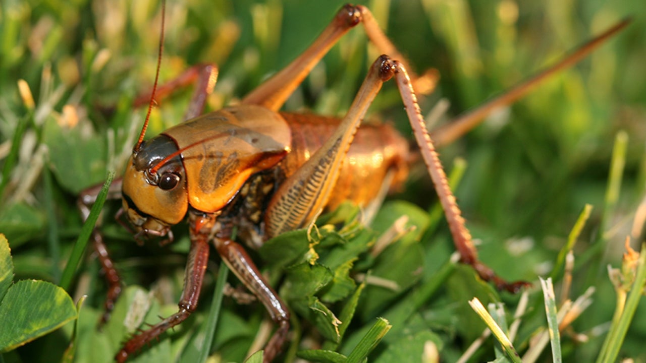 The West United States is dealing with an increase in the number of Cannibalistic Mormon Crickets