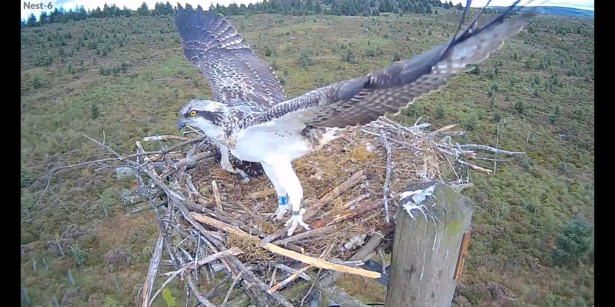 Wildlife lovers celebrate the 100th year anniversary of the first osprey to land on the nest