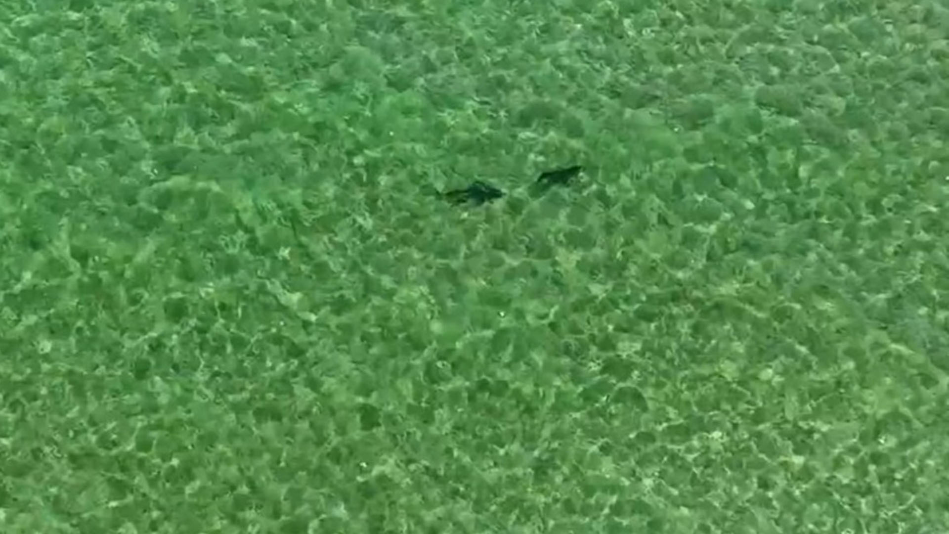 After terrifying drone footage that shows sharks lurking around swimmers, there were multiple sightings of great white sharks close to beaches.