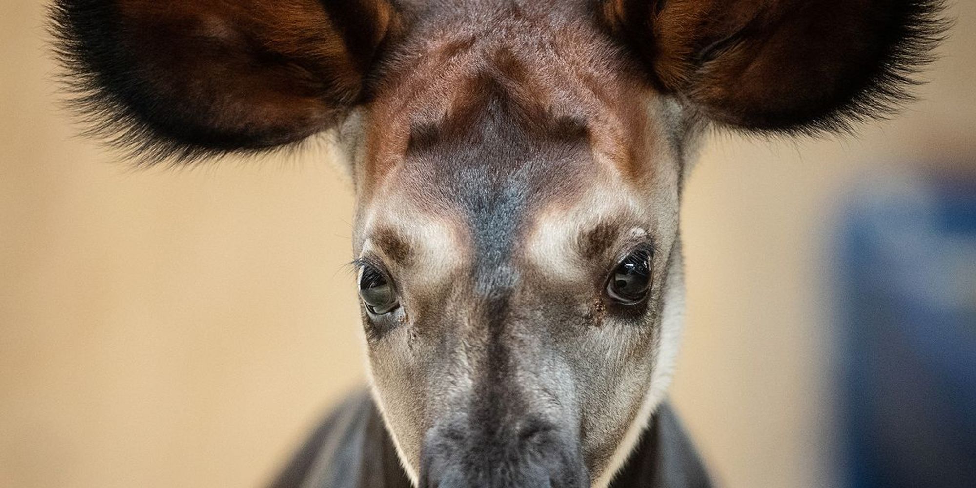 Dublin Zoo announces the birth of an endangered okapi calf