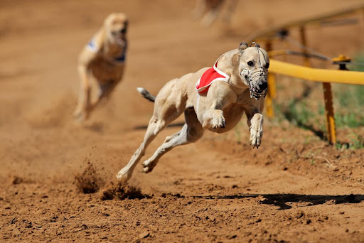 Greyhounds with the fastest speeds