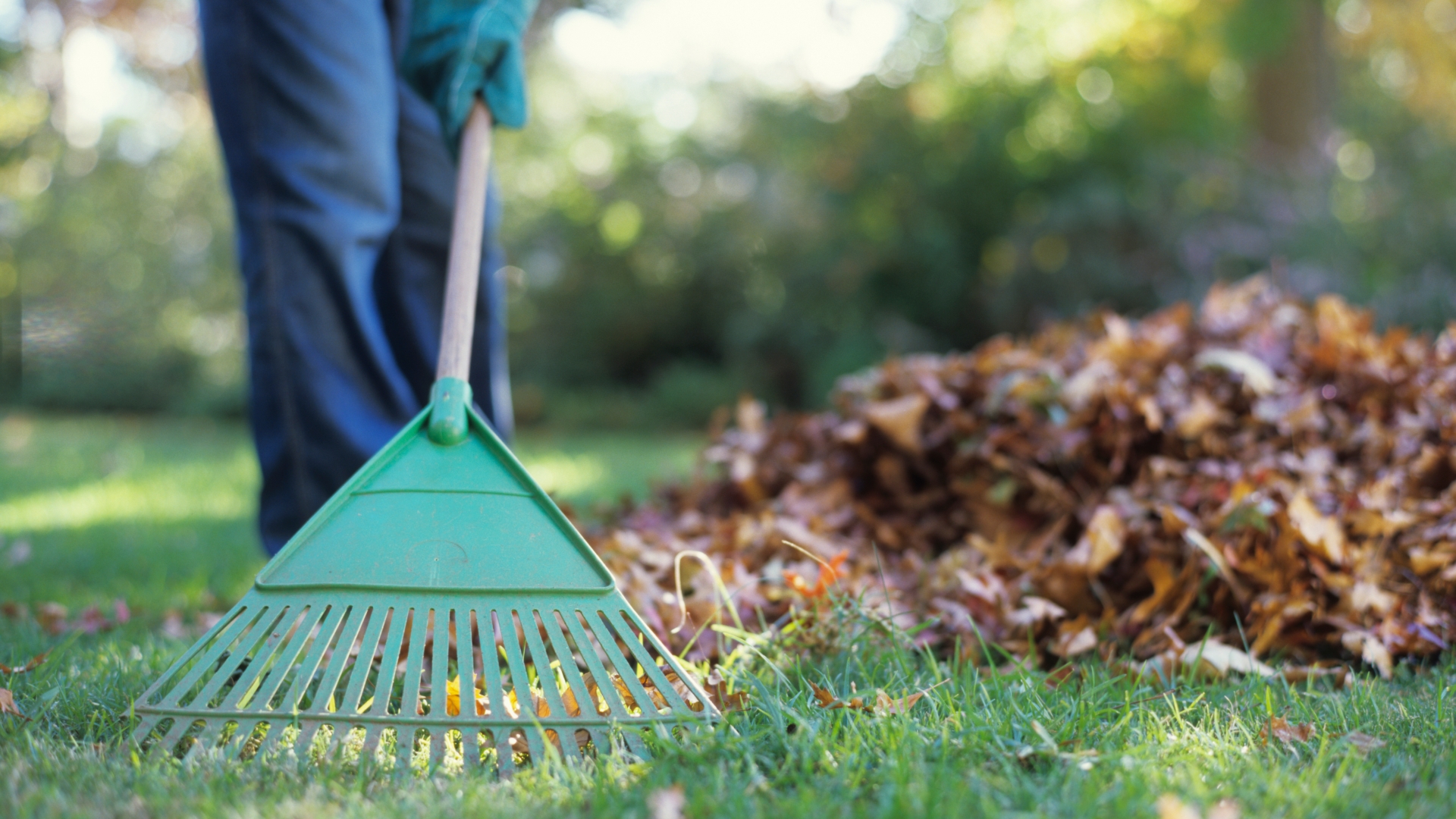 I am a gardening expert. Here are 8 ways to use dead leaves in your yard without filling up your green waste bin