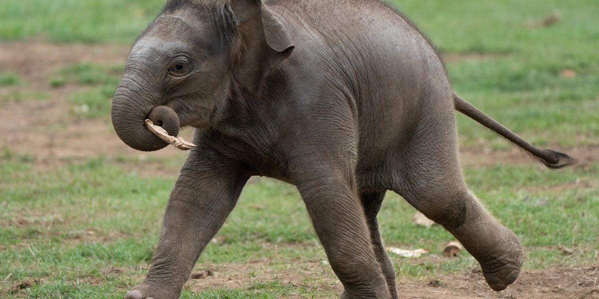 Thai name for Queen: Baby Asian elephant named after the late monarch