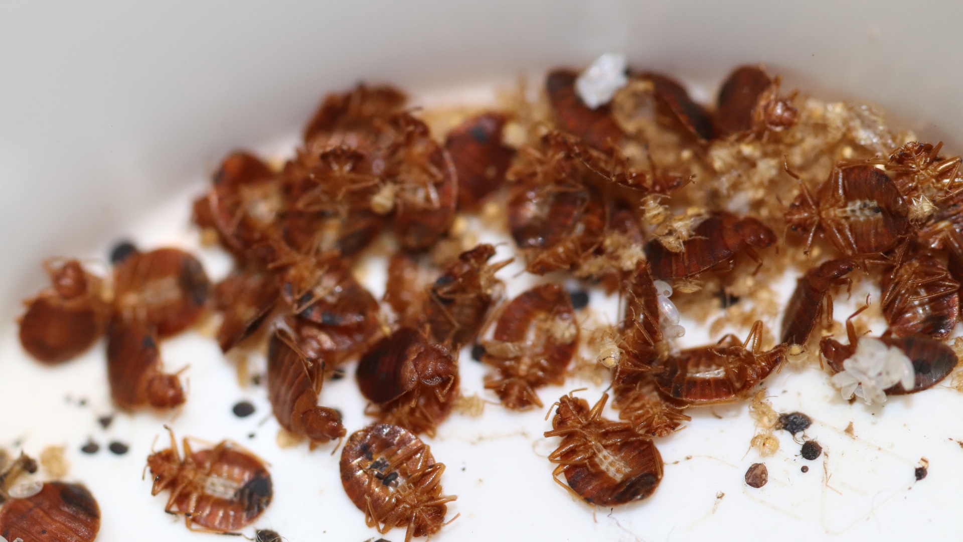 What are the best ways to treat bed bug bites – The Sun
