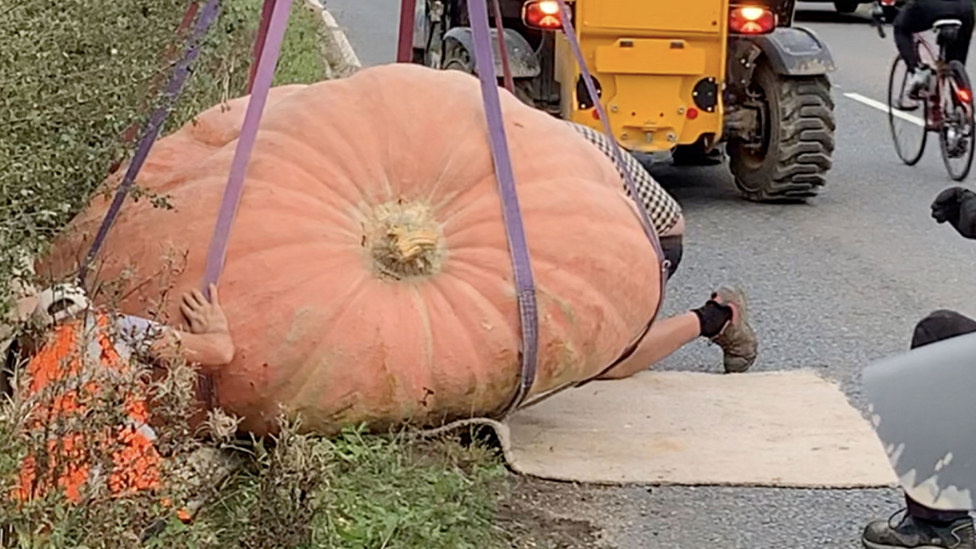 Britain’s biggest pumpkin, at 2,565lb, created traffic chaos after it fell from its trailer onto the busy roads.