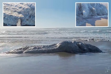 Mystery 'sea monster' the size of a truck with long white hair appear on beach