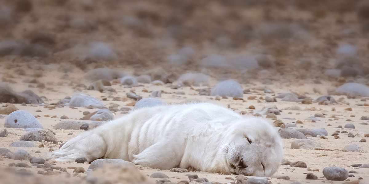 First grey seal pup of the year is born at England’s largest colony