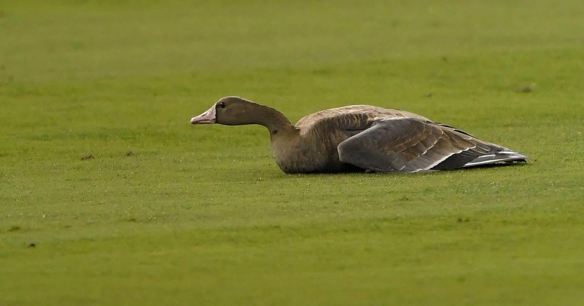 Goose Runs loose during the MLB Playoff Game. The Reactions are priceless